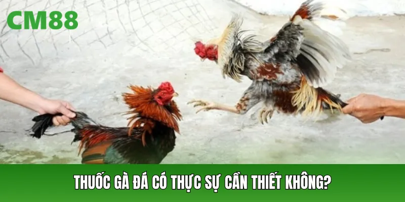 Thuốc gà đá có thực sự cần thiết không?